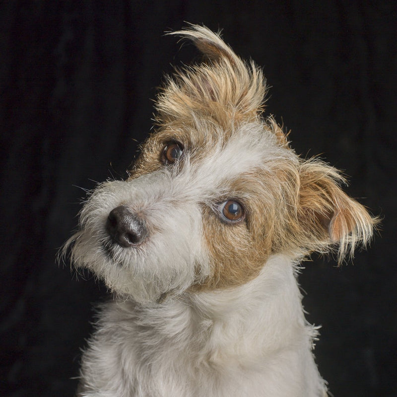 A dog portrait by Valerie Shaff, photographed against black.