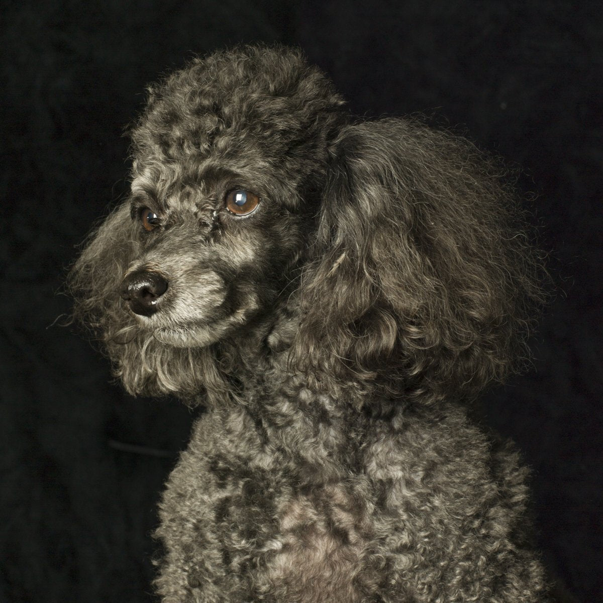 A dog portrait by Valerie Shaff, photographed against black.