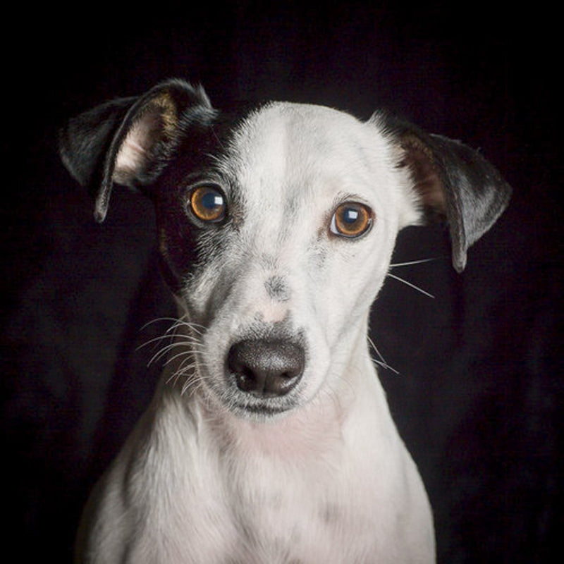 A dog portrait by Valerie Shaff, photographed against black.