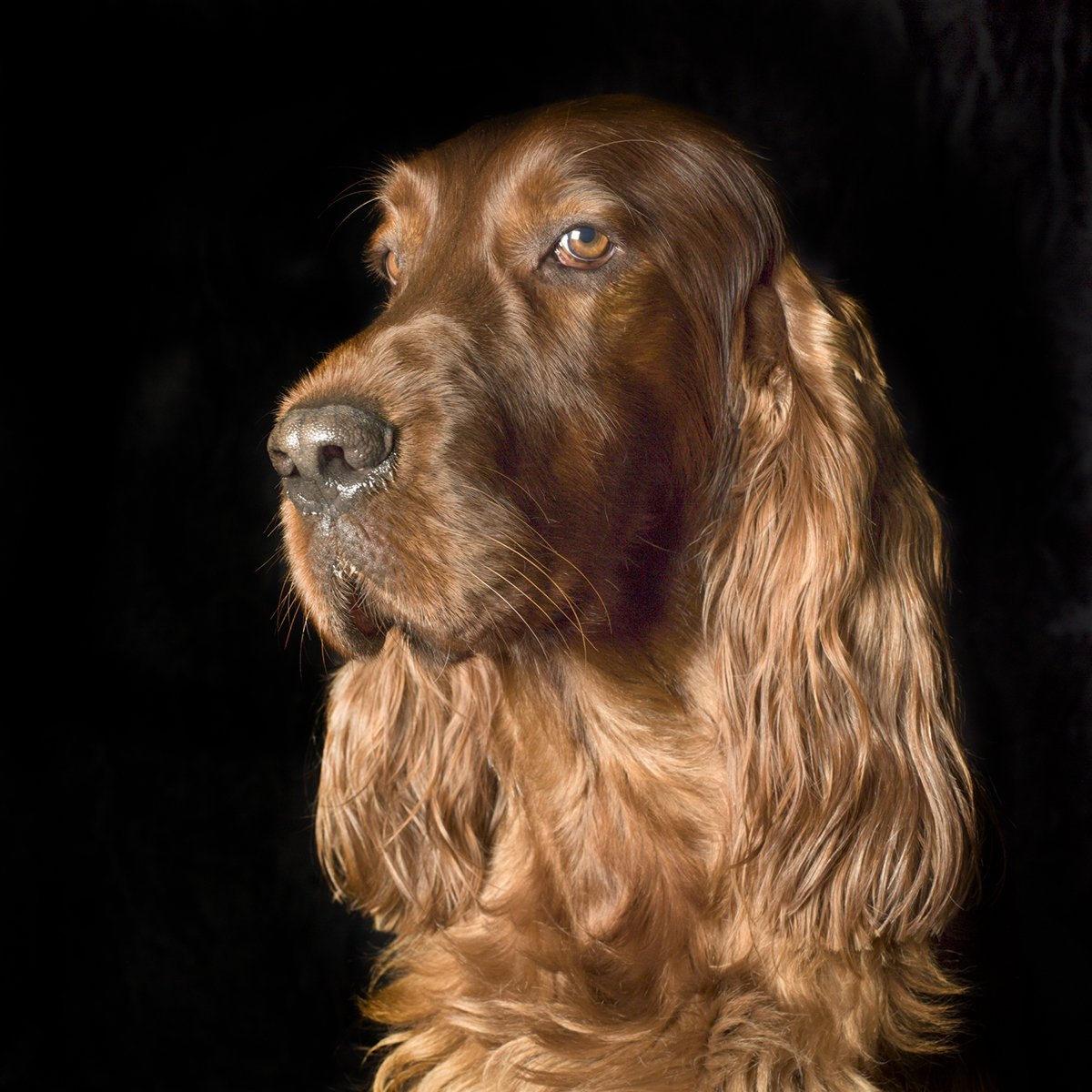 A dog portrait by Valerie Shaff, photographed against black.
