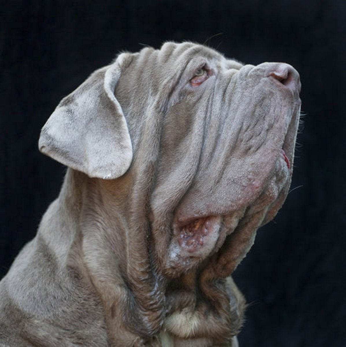 A dog portrait by Valerie Shaff, photographed against black.