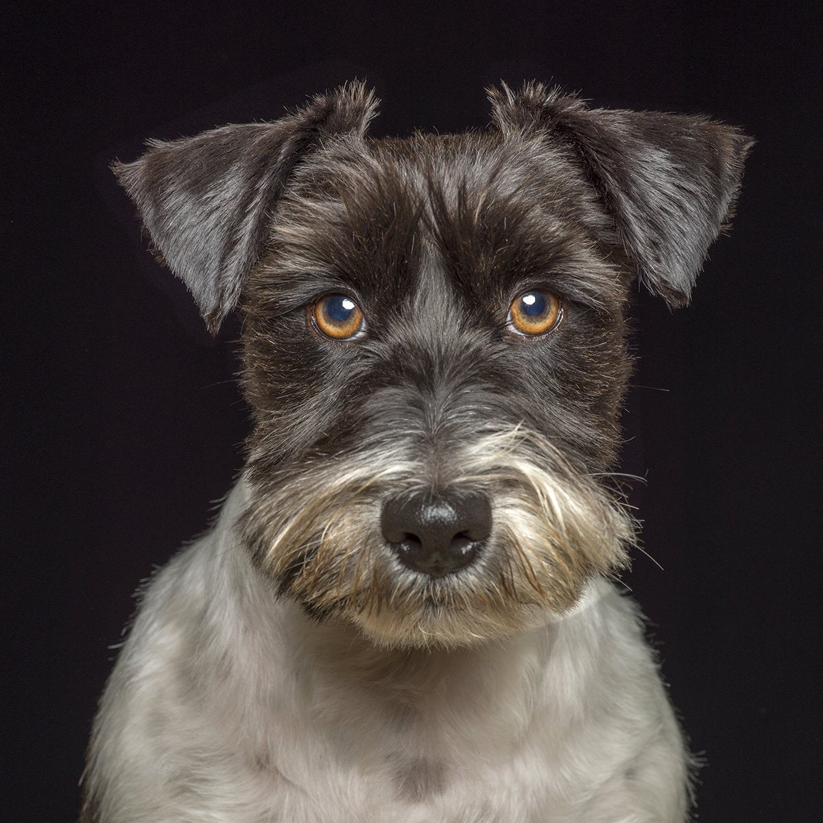 A dog portrait by Valerie Shaff, photographed against black.