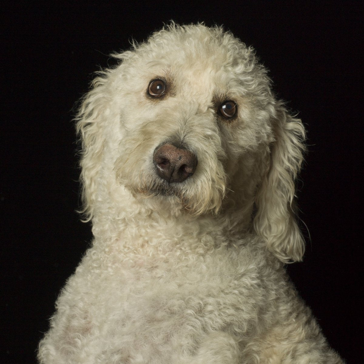 A dog portrait by Valerie Shaff, photographed against black.