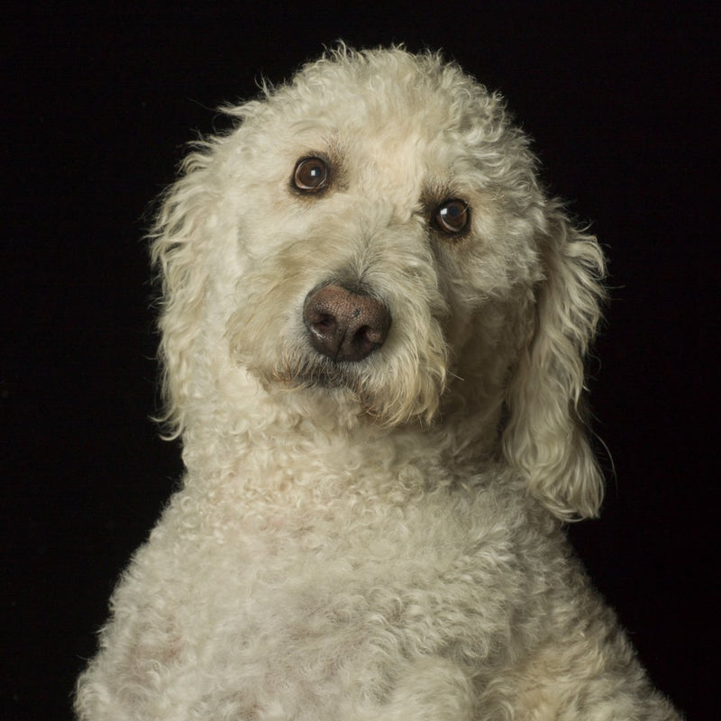 A dog portrait by Valerie Shaff, photographed against black.