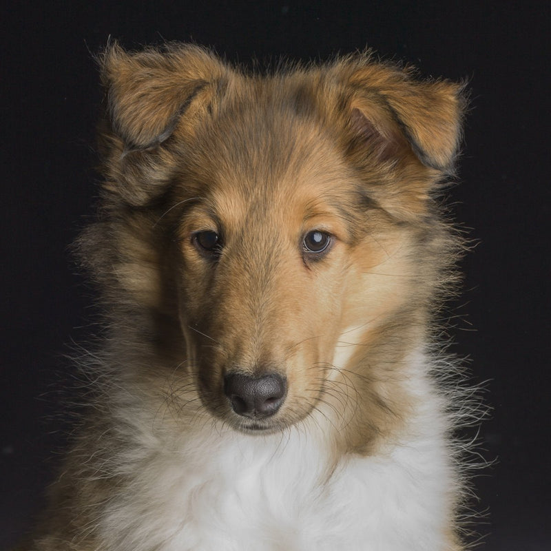 A dog portrait by Valerie Shaff, photographed against black.