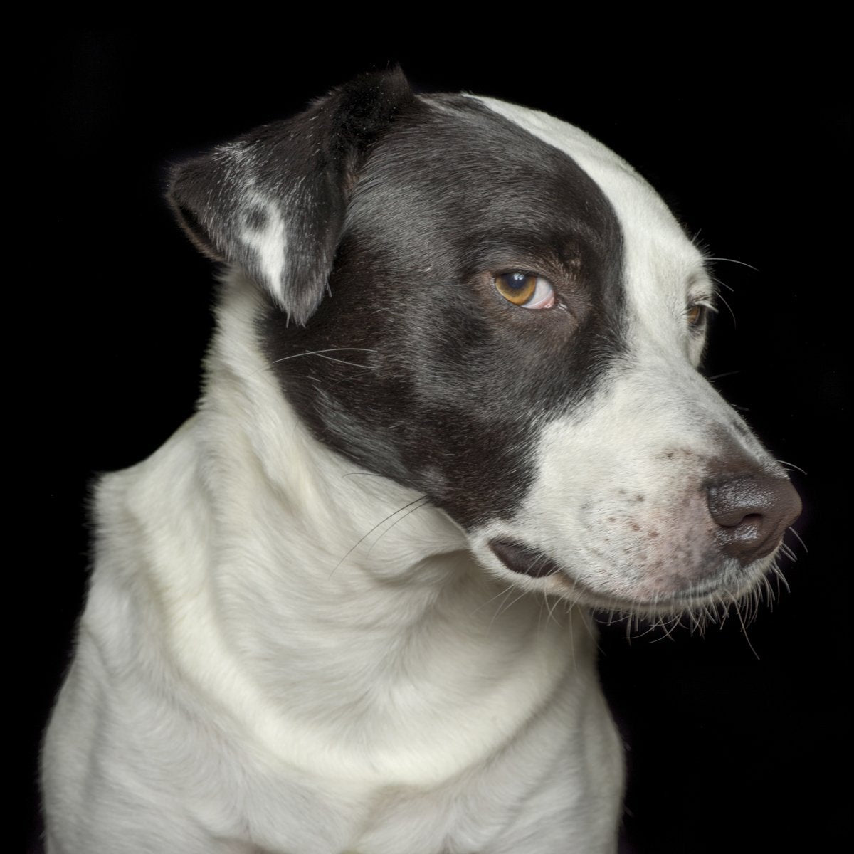 A dog portrait by Valerie Shaff, photographed against black.