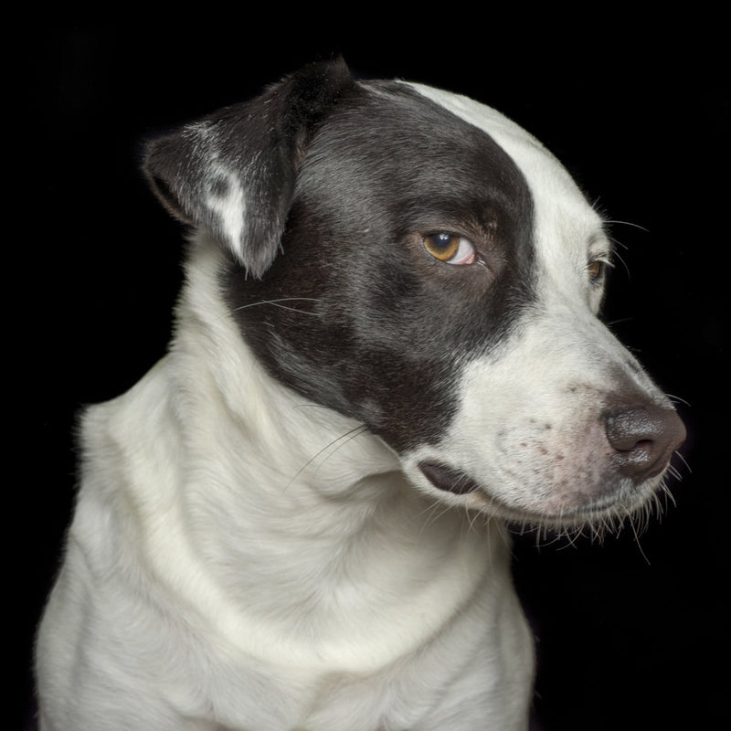 A dog portrait by Valerie Shaff, photographed against black.