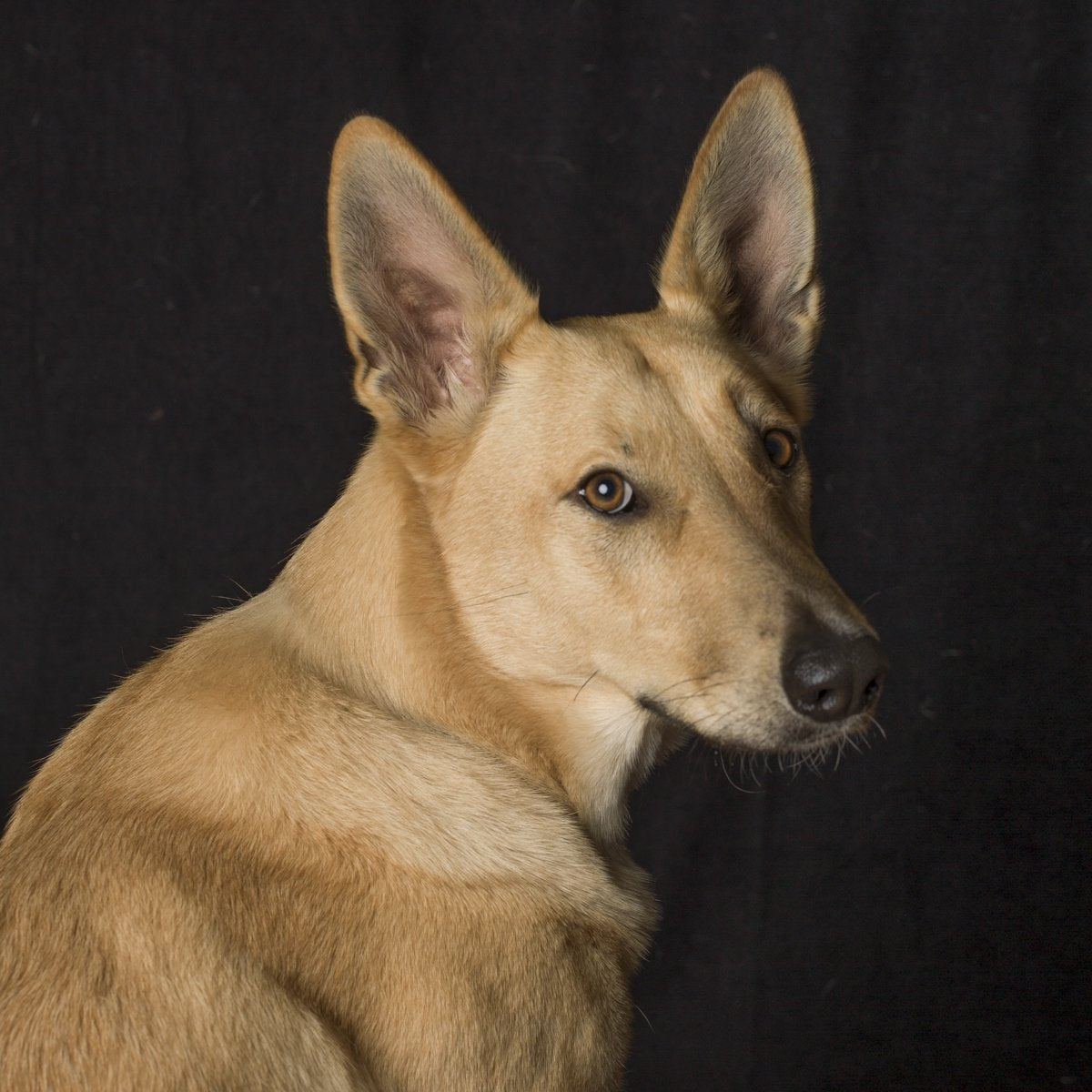 A dog portrait by Valerie Shaff, photographed against black.