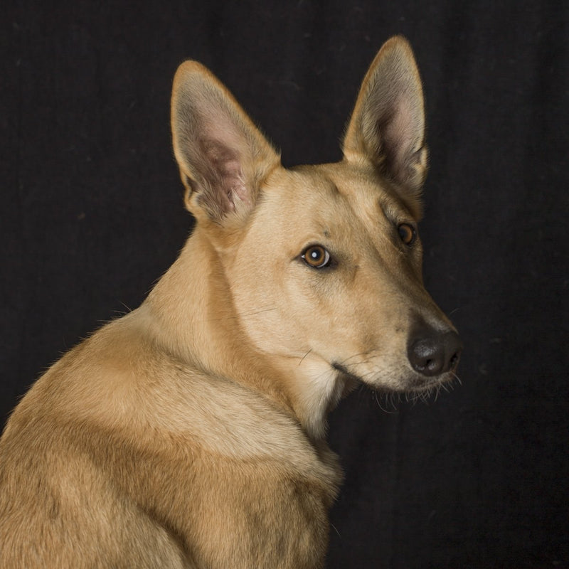 A dog portrait by Valerie Shaff, photographed against black.