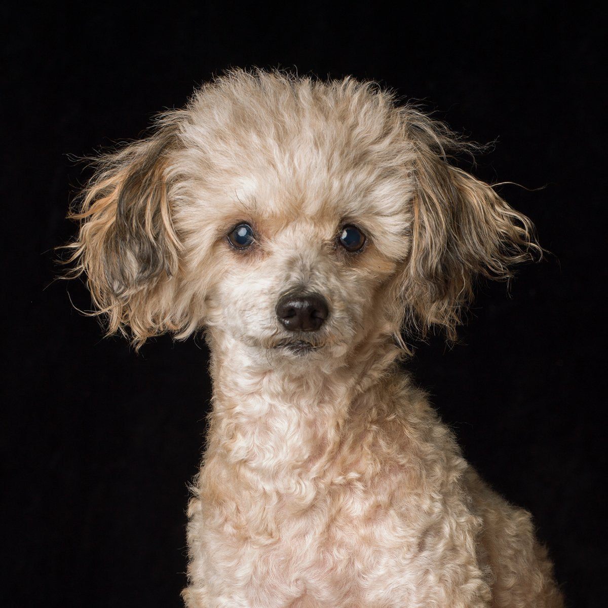 A dog portrait by Valerie Shaff, photographed against black.