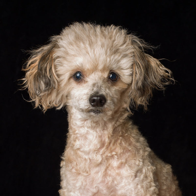A dog portrait by Valerie Shaff, photographed against black.