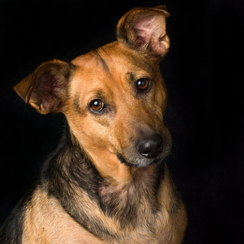 A dog portrait by Valerie Shaff, photographed against black.