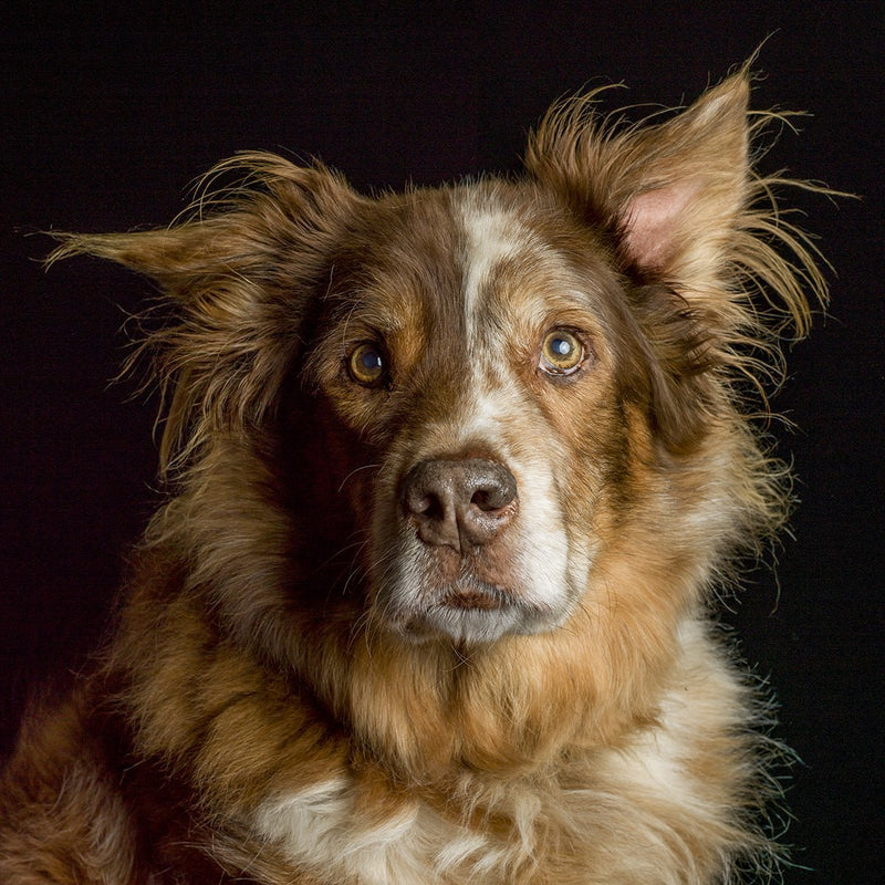 A dog portrait by Valerie Shaff, photographed against black.