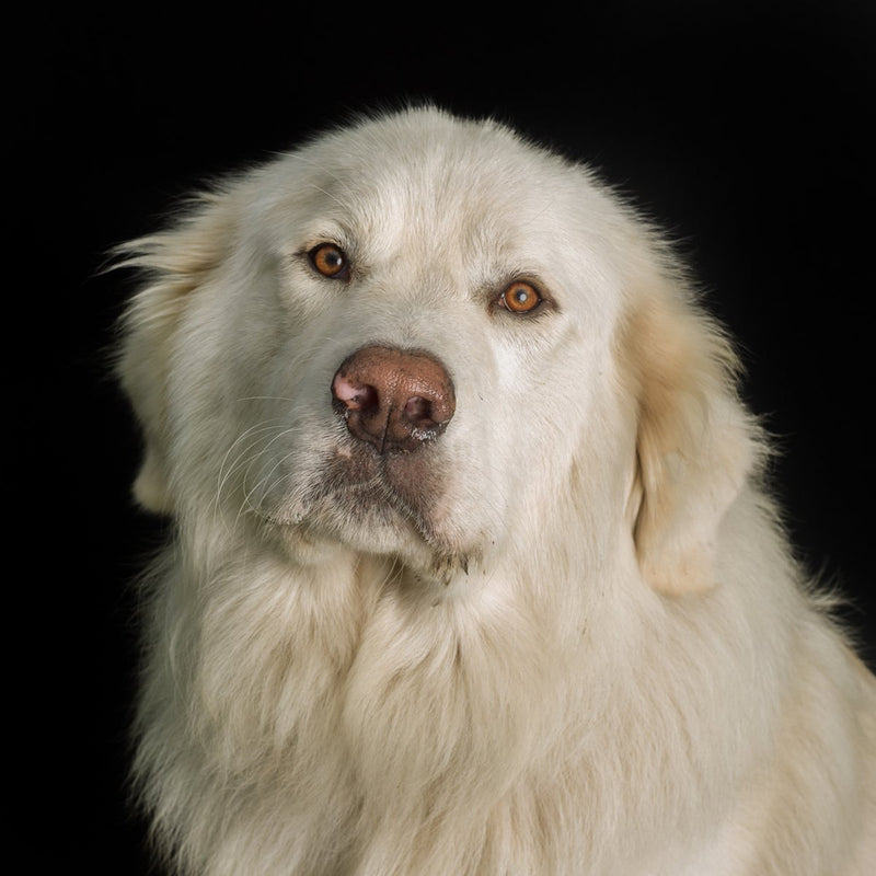 A dog portrait by Valerie Shaff, photographed against black.