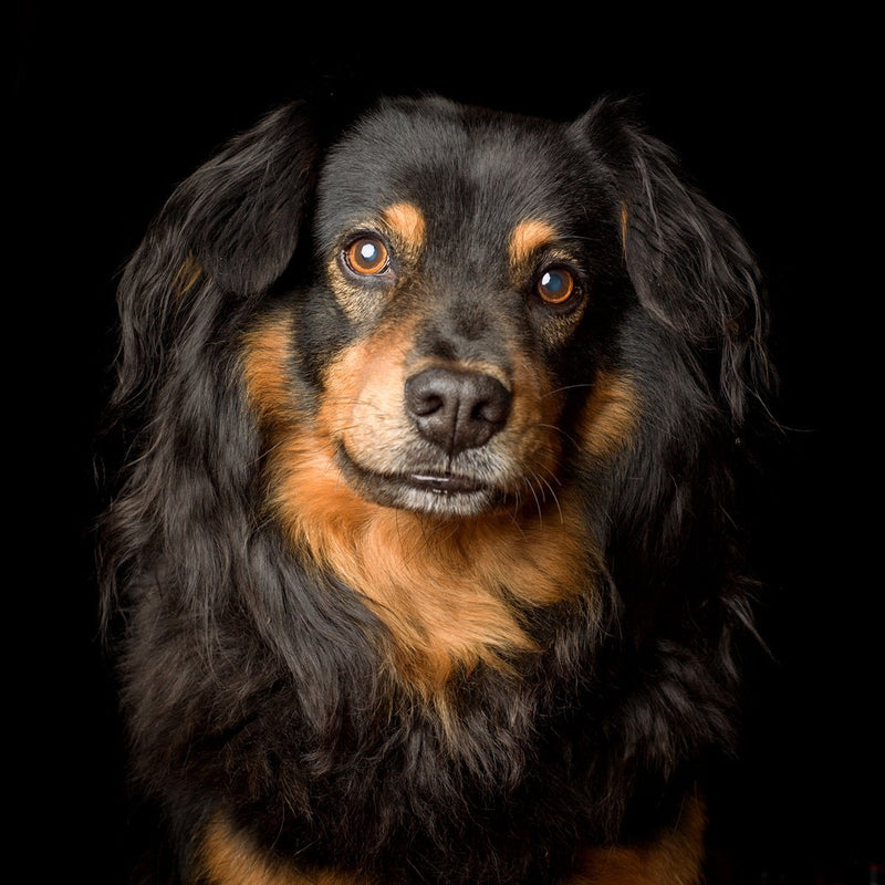 A dog portrait by Valerie Shaff, photographed against black.