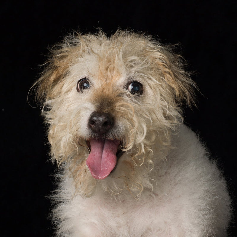 A dog portrait by Valerie Shaff, photographed against black.
