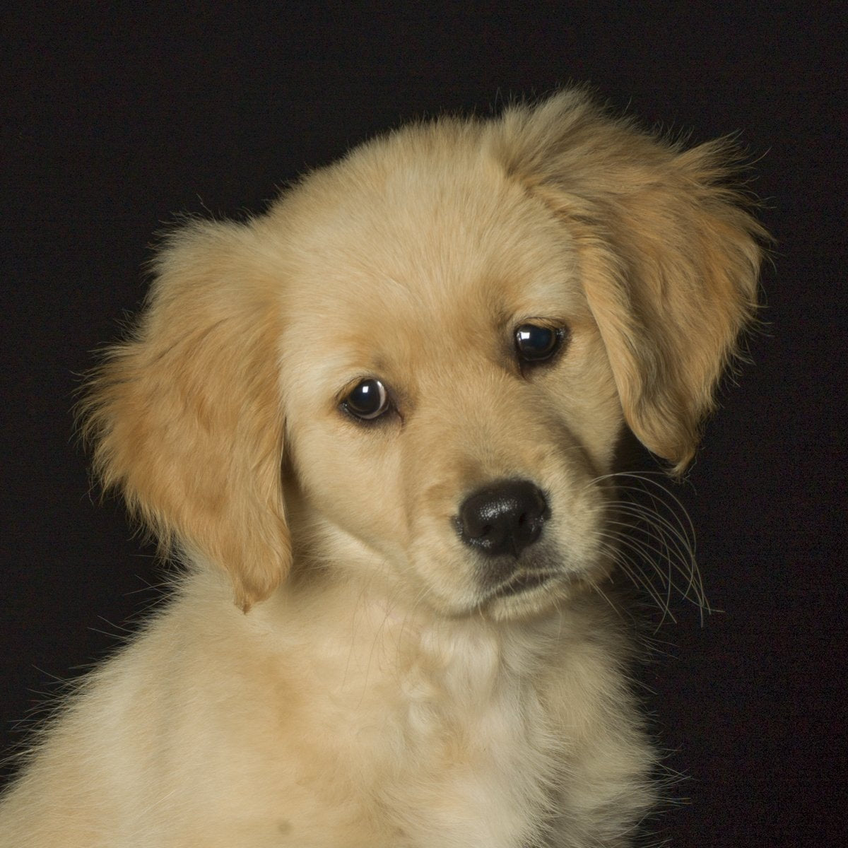 A dog portrait by Valerie Shaff, photographed against black.