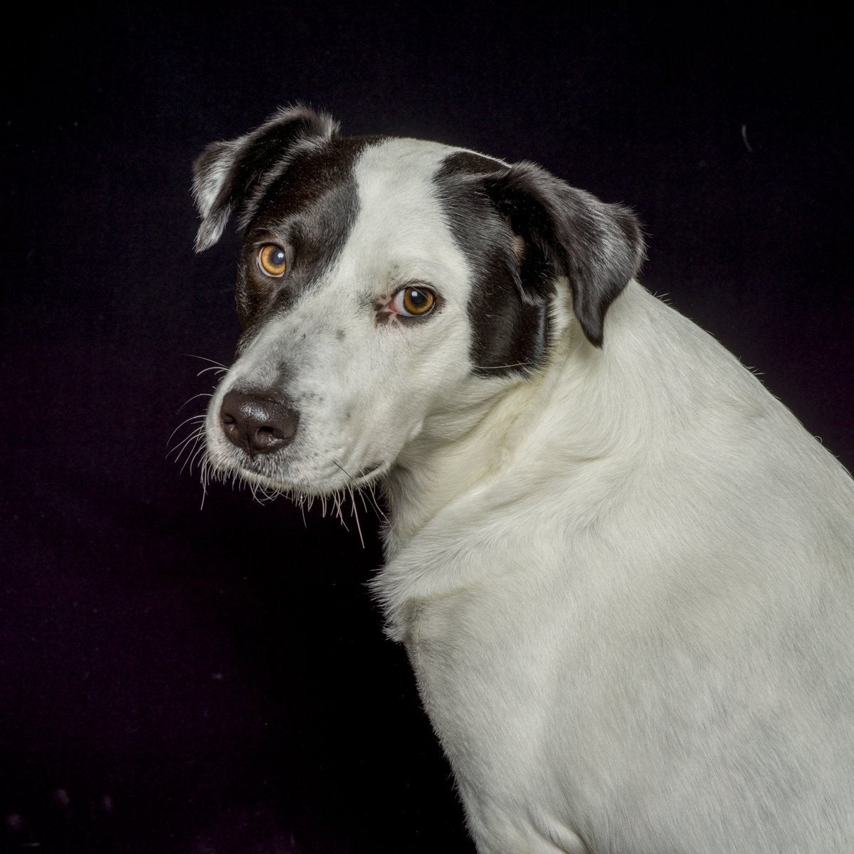 A dog portrait by Valerie Shaff, photographed against black.
