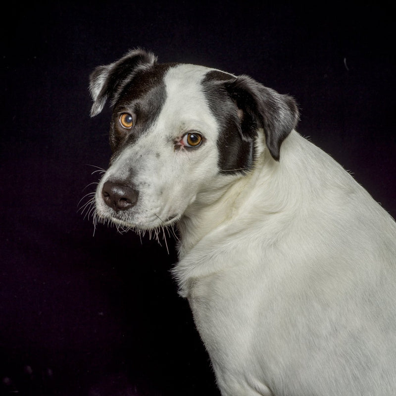 A dog portrait by Valerie Shaff, photographed against black.